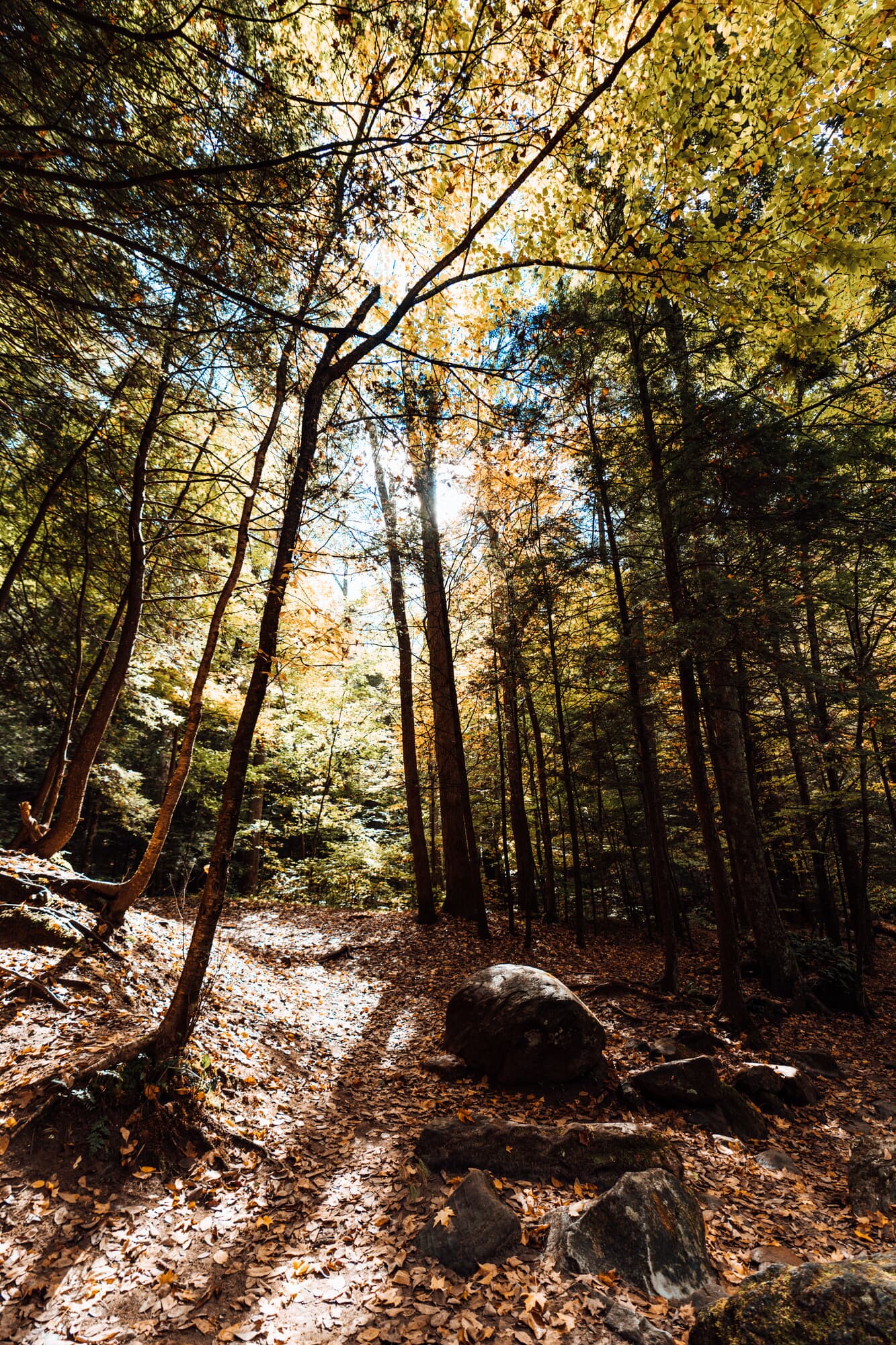 Sunlit wooded hiking trail with autumn foliage on the property grounds