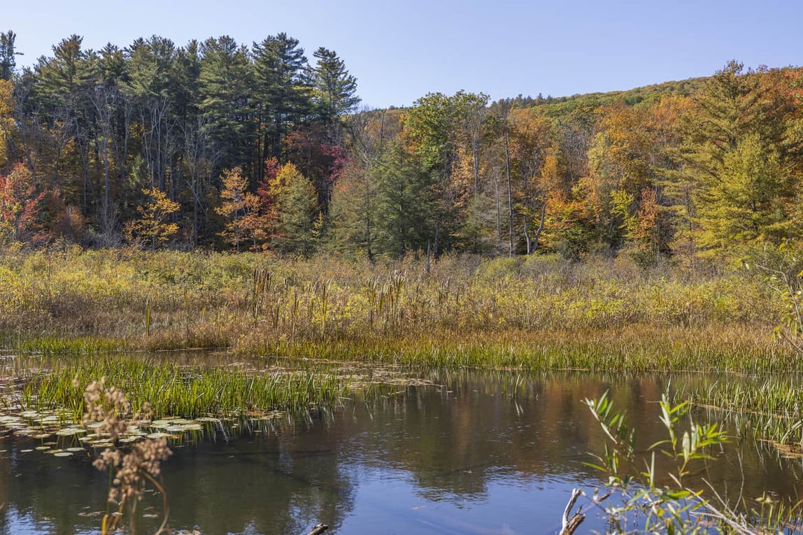 A picture of a lake with fall foliage in the Mass Audubon's Wildlife Sanctuary in the Berkshires