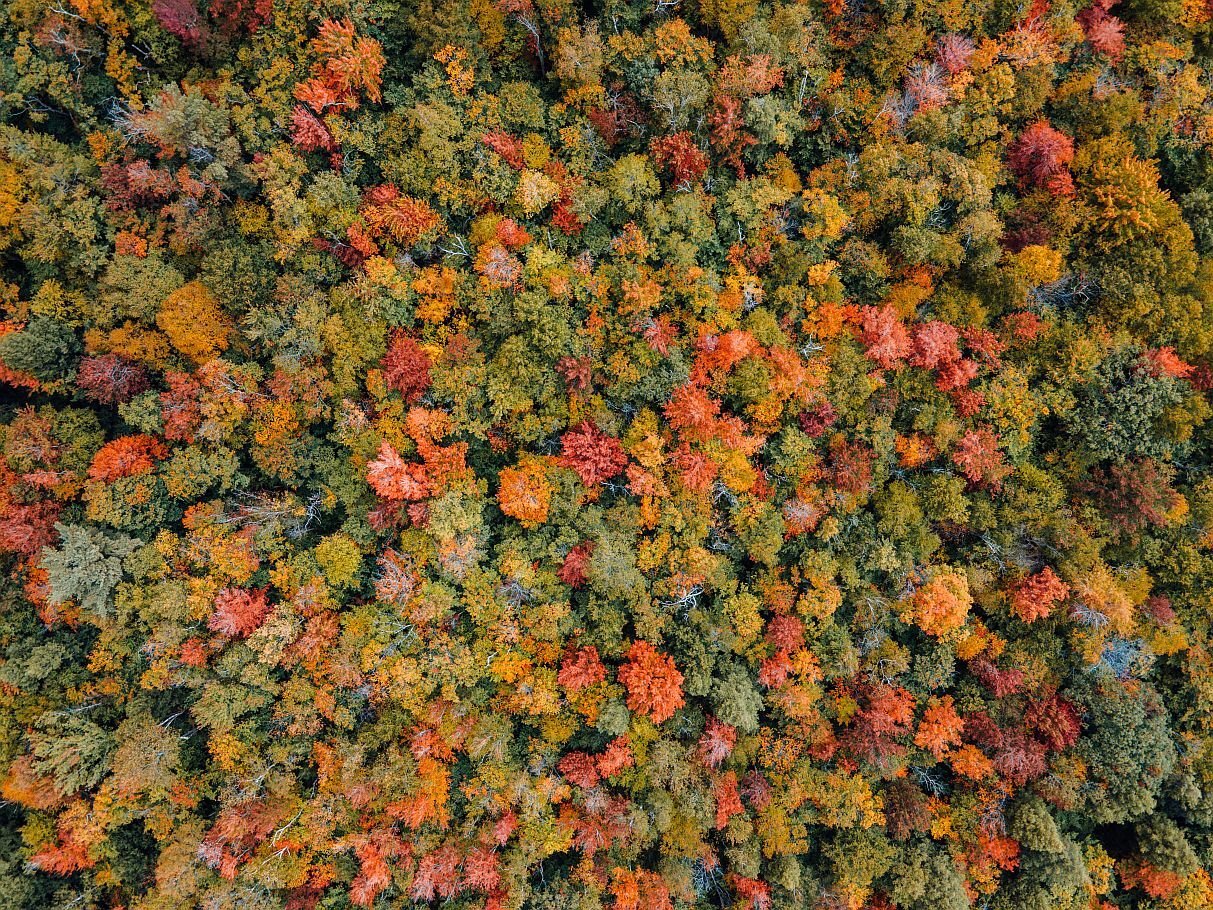The Berkshires in Autumn Bloom
