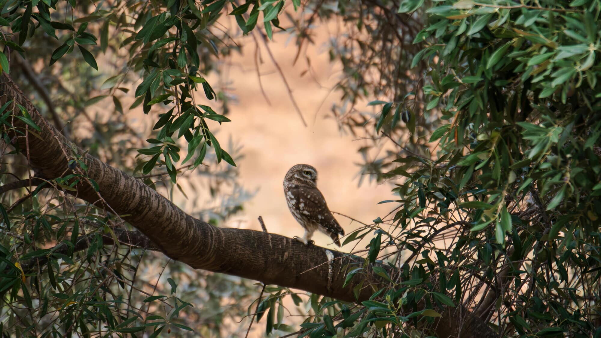 Small owl perched on a branch in a quiet woodland setting on the Yankee Inn wildlife preserve in the Berkshires