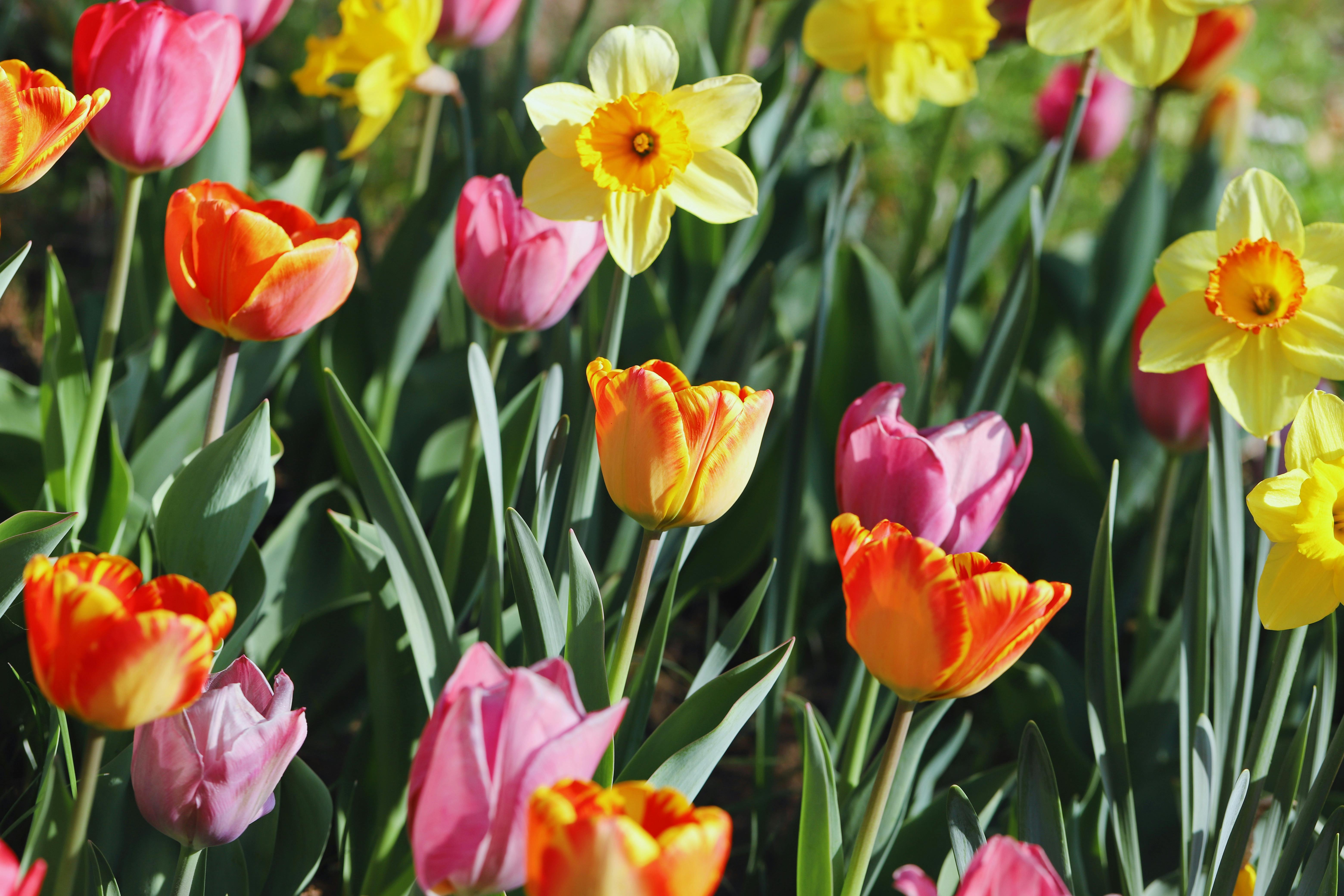 Immerse Yourself in the Beauty of the Flowers