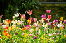 A picture of colorful flowers in the Berkshire Botanical Garden