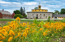 Orange wildflowers in bloom at Hancock Shaker Village in Pittsfield, MA, with the historic Round Stone Barn behind them