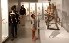 Young girl looking up at a dinosaur skeleton in the Paleontology and Geology Gallery at Berkshire Museum in Pittsfield, MA