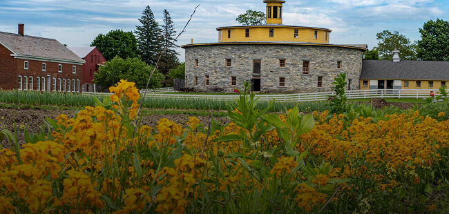 Orange wildflowers in bloom at Hancock Shaker Village in Pittsfield, MA, with the historic Round Stone Barn behind them