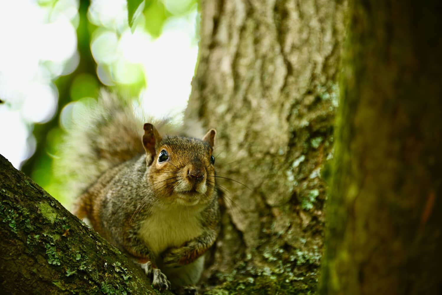 A squirrel on a tree